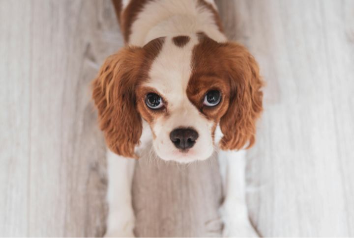 Dogs Process Depth Differently Than Humans