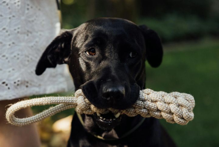 Rope Toys