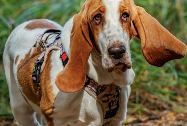 Basset Hound