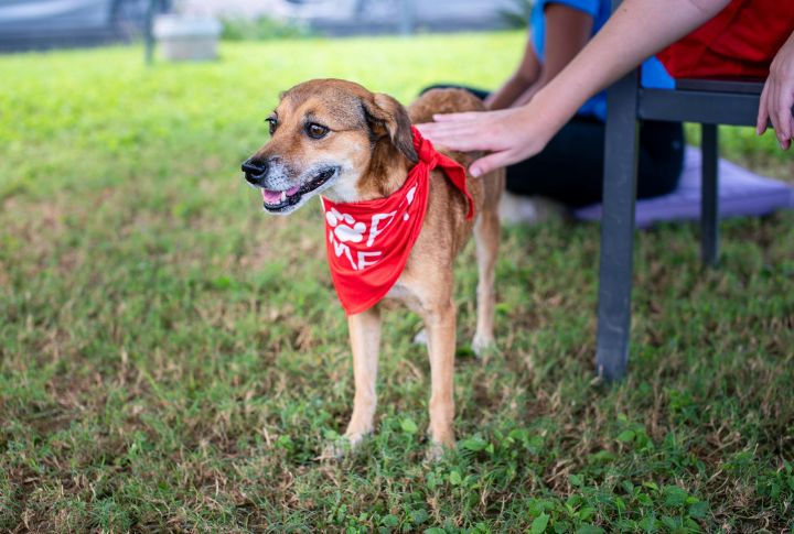 Rescue Pets Have Behavior Issues
