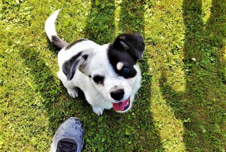 Puppy Behavior And Learning
