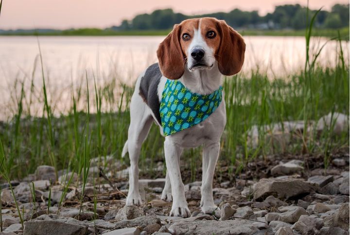 Beagle