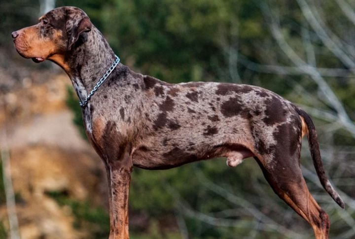 Catahoula Leopard Dog