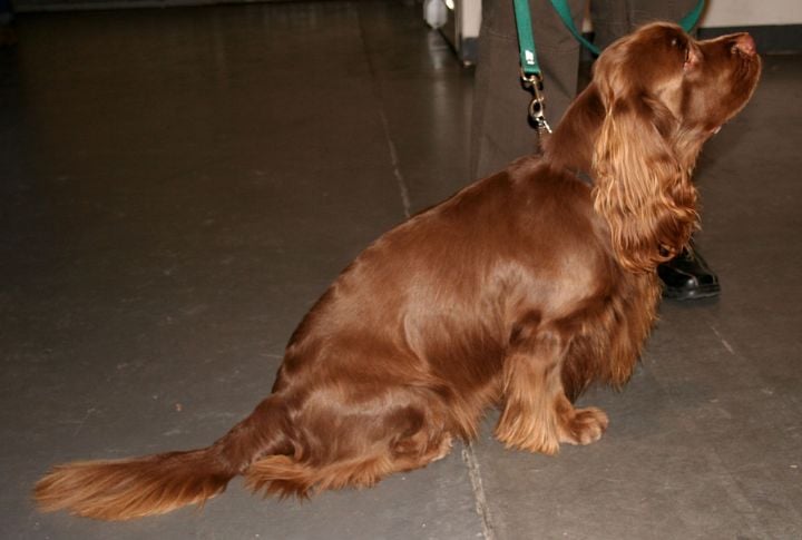 Sussex Spaniel