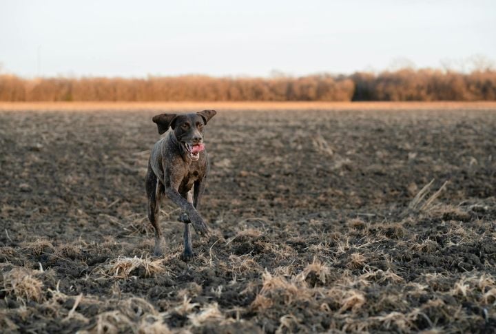 German Shorthaired Pointer