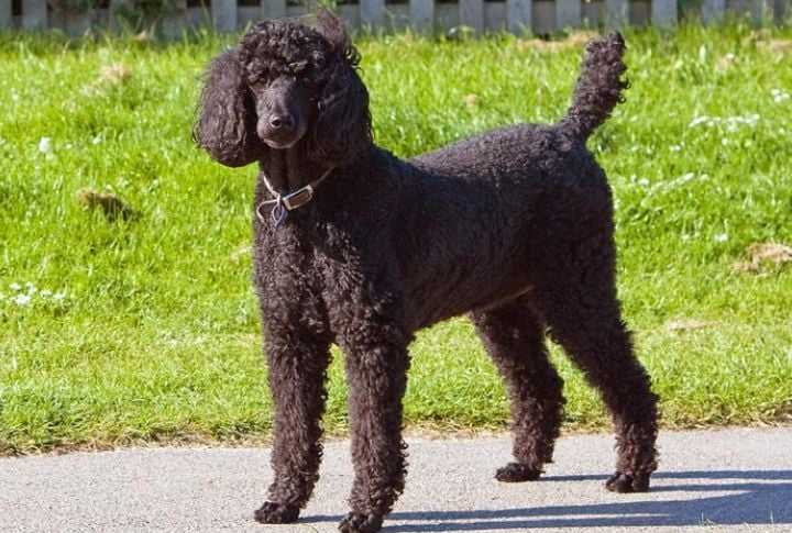 Standard Poodle