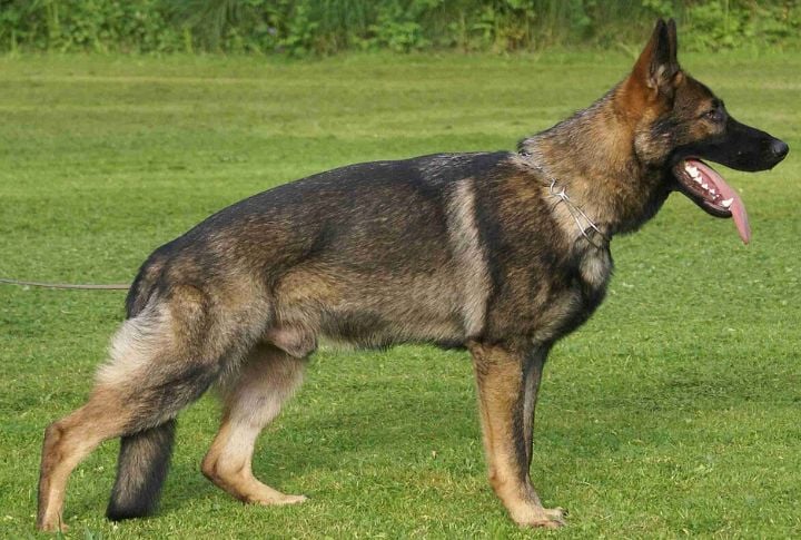 Sable German Shepherd