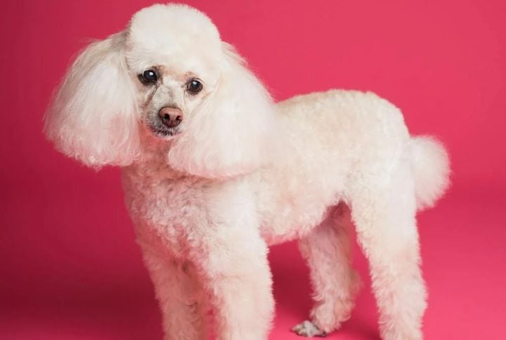 Poodle