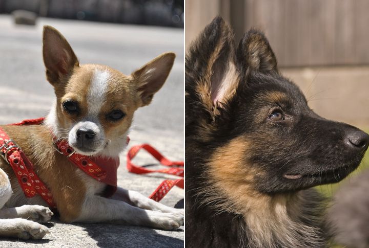 Distinctive Ear Shapes