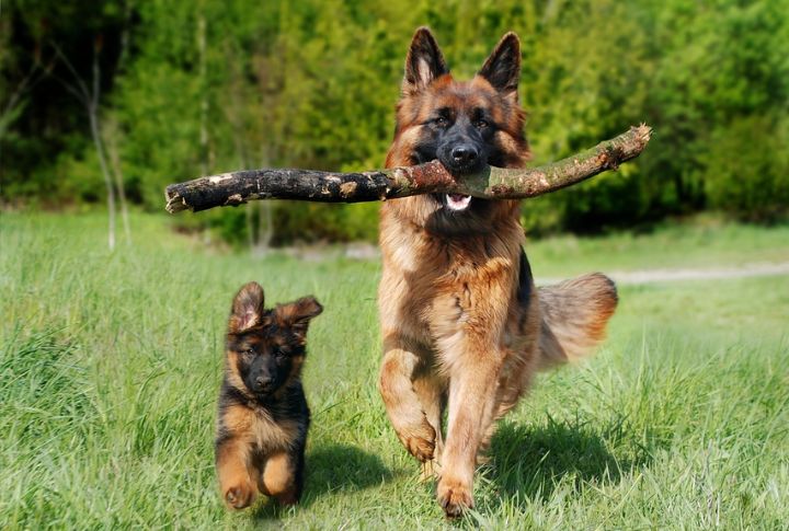 Companionship For Older Dogs