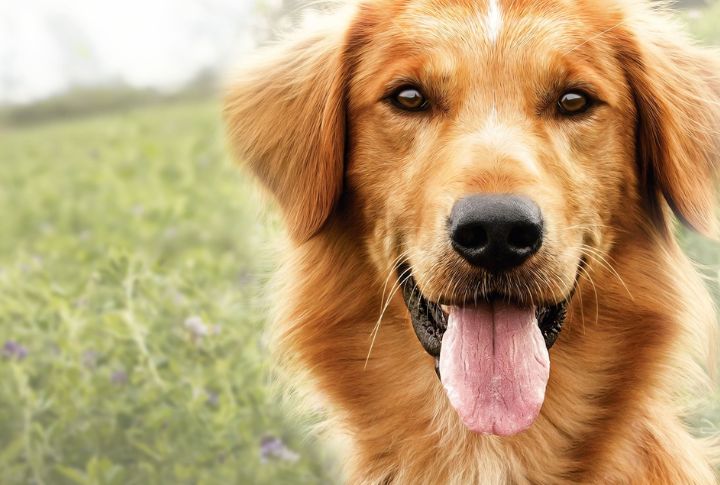 Bailey In “A Dog’s Purpose”