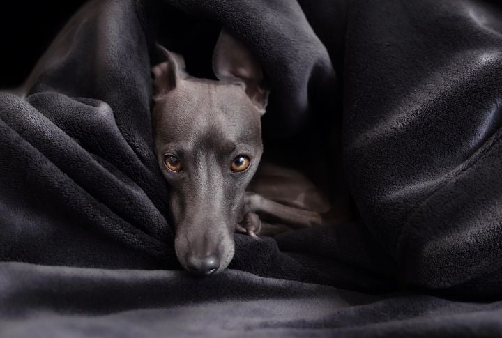 Cost Effective Breed
