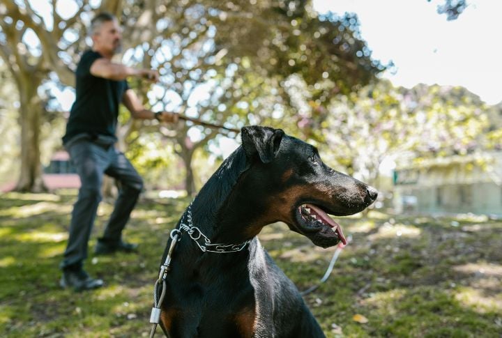 Doberman Pinscher