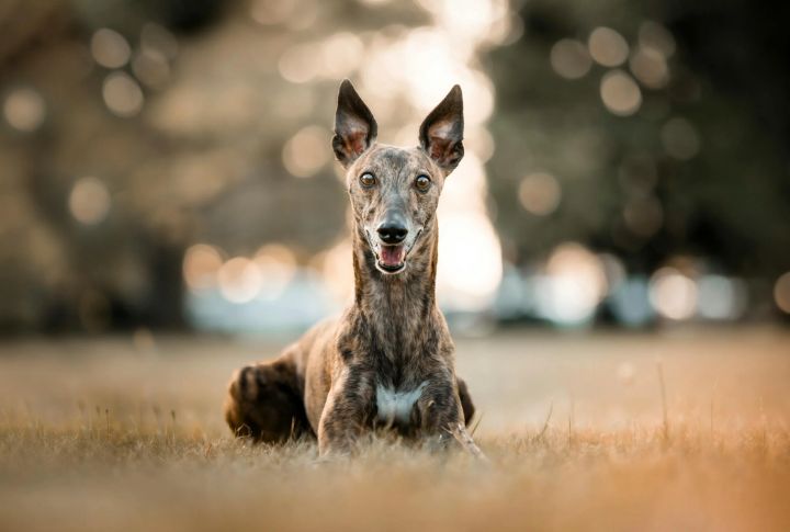 Some Breeds May Have Slightly Sharper Vision