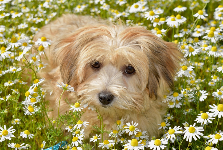 Havanese
