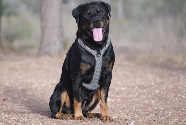 Rottweiler