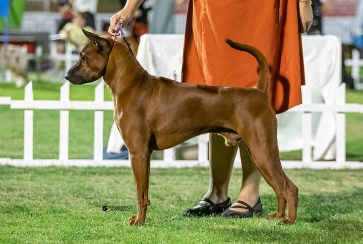 Thai Ridgeback