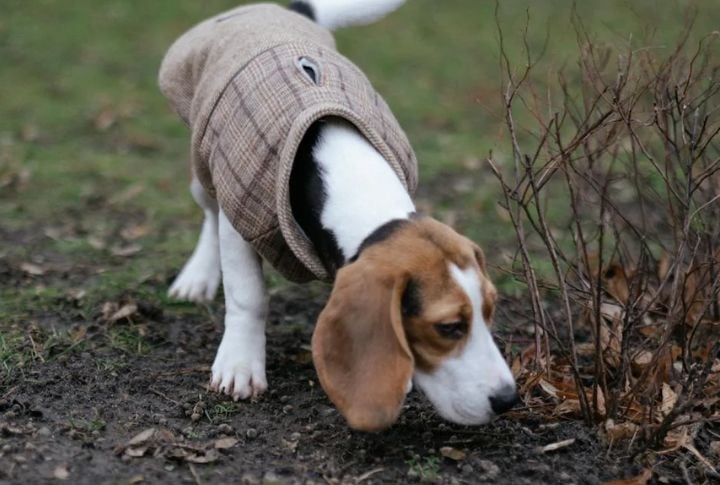 Beagle