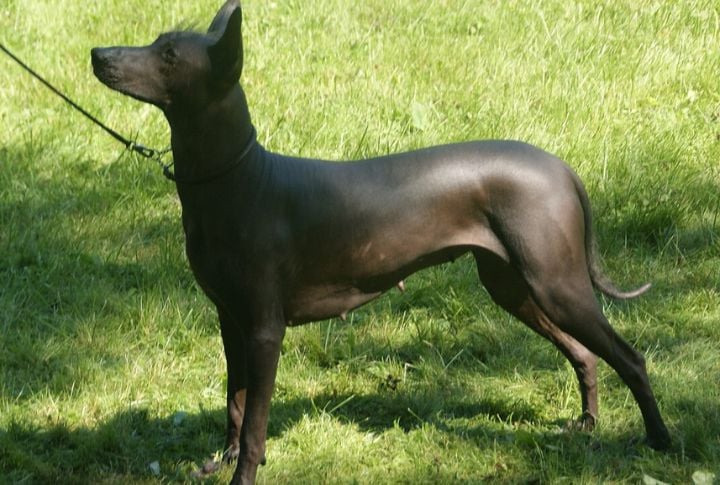 Xoloitzcuintli