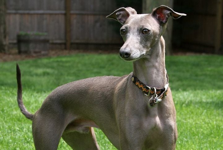 Italian Greyhound