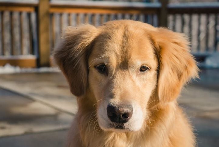 Every Breed Solves Problems Differently