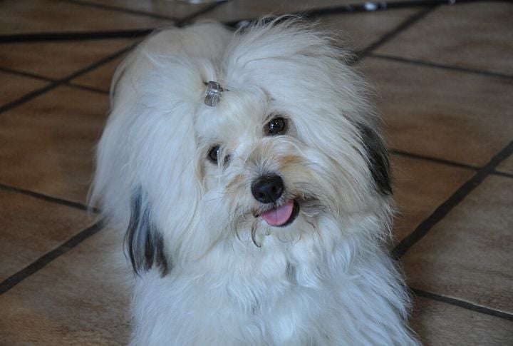 Suitability For Families And Other Pets