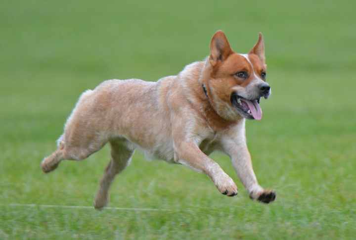 Australian Cattle Dog
