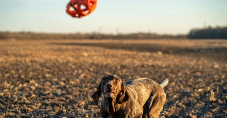 15 Top Picks For Dog Toys That Help Keep Your Pup In Great Shape