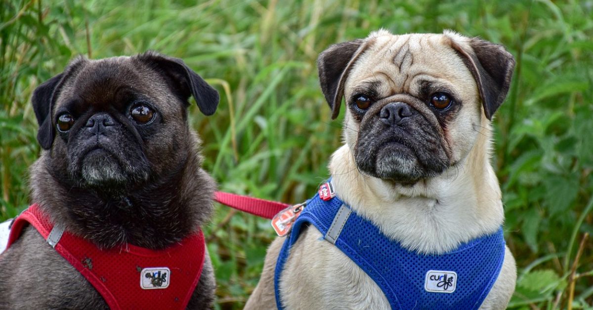 15 Health Risks That Come With A Pug’s Unique Build