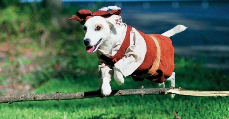 15 TV Dogs Nobody Can ForgetGautham Reghu/Pexels15 TV Dogs Nobody Can Forget