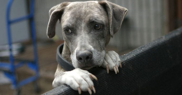 15 Rescue Dog Misconceptions You Should Stop Believing