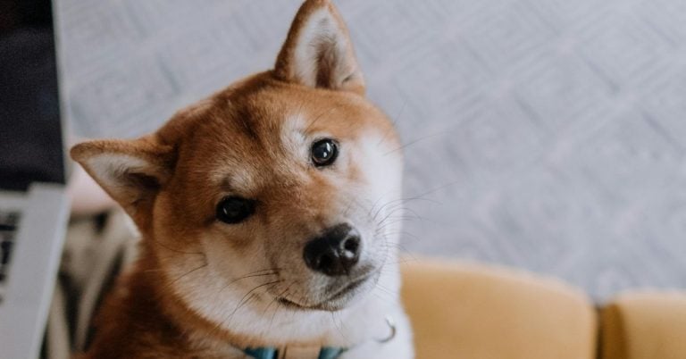 15 Dogs Who Would Rather Rule The House Solo