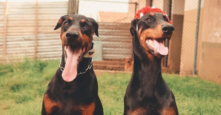 15 Rules To Strengthen Your Bond With A Doberman