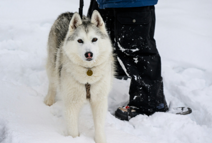 Siberian Husky