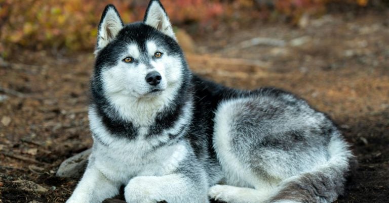 15 Historical Dog Breeds With Warrior Spirit