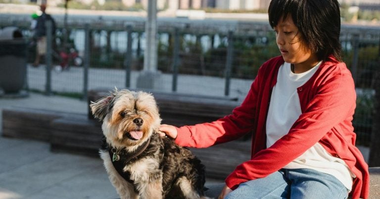 Yorkshire Terrier 101: 15 Tiny Truths About The Mighty Yorkie