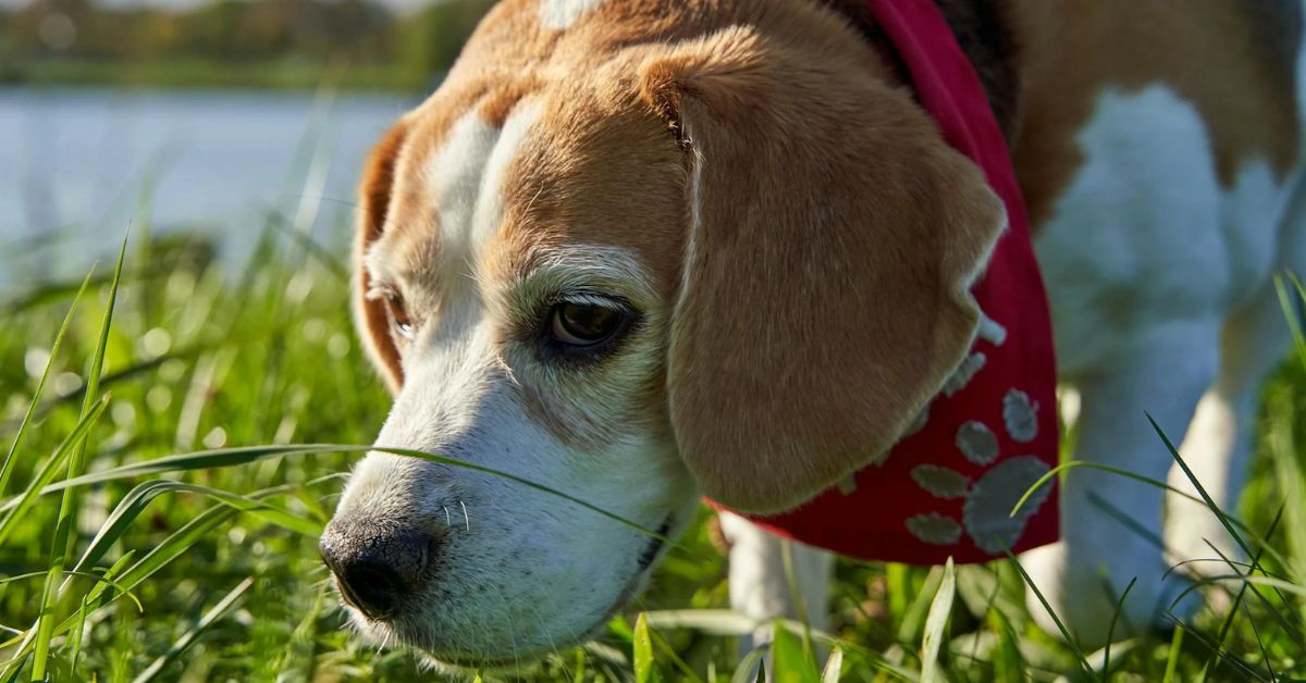 15 Field-Tested Dog Breeds That Help You Track And Hunt