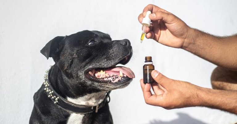 Upgrade Your Dog's Bowl With These 15 Nourishing Oils