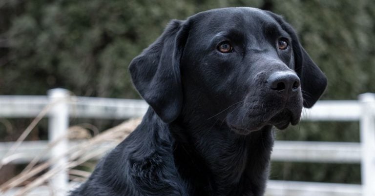 15 Dog Breeds Known For Their Solid Black Coats