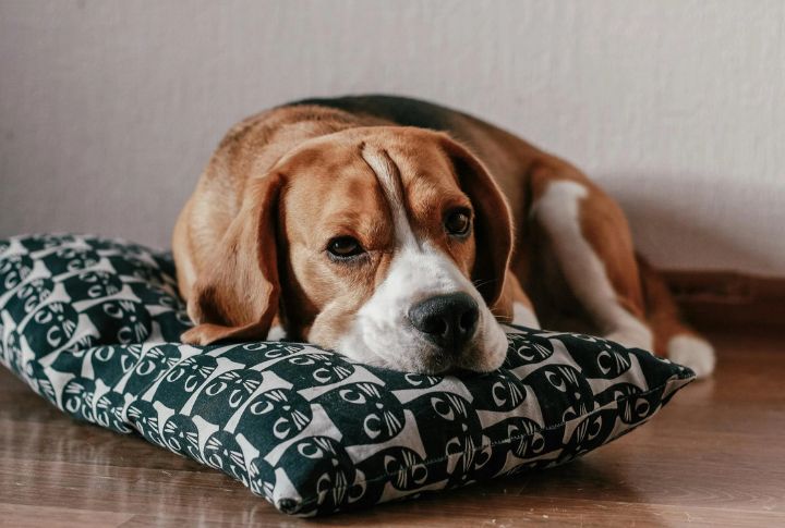 Responding To Boredom Triggers