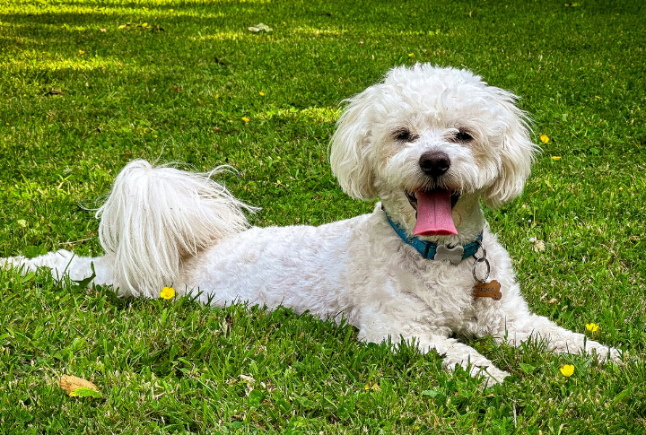 Bichon Frise