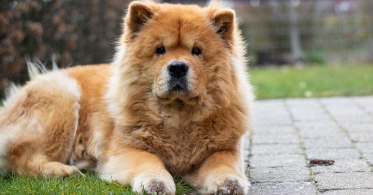 15 Dog Breeds Known For Dramatic Coat Color Changes