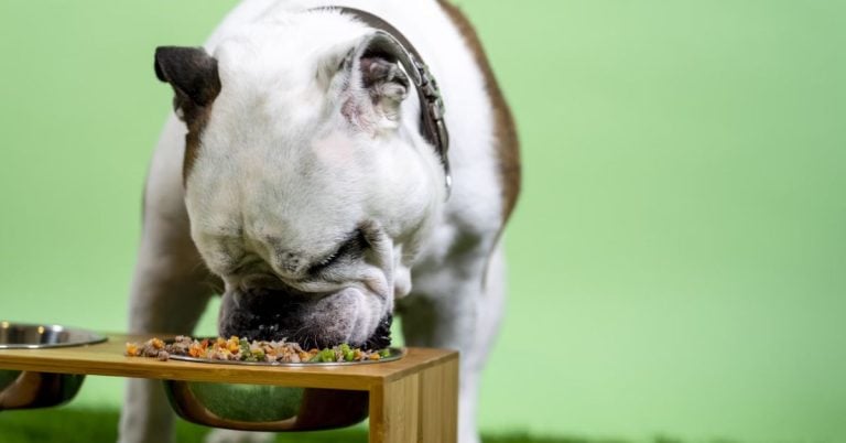 15 Homemade Dog Meals That You Can Make Tonight