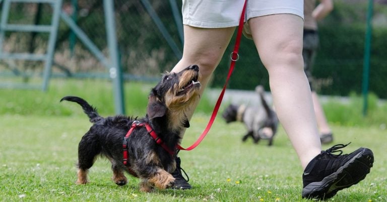15 Easy Steps To Train Your Dog To Walk On A Leash