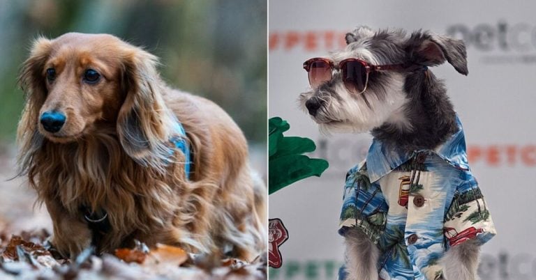 15 Differences Between Dachshunds and Miniature Schnauzers