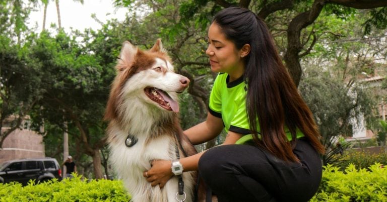 15 Facts About How Dogs Visually And Emotionally Perceive Humans
