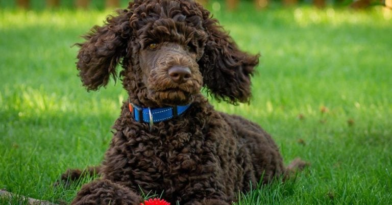 15 Dog Breeds Most Prone To Cancer And How You Can Help