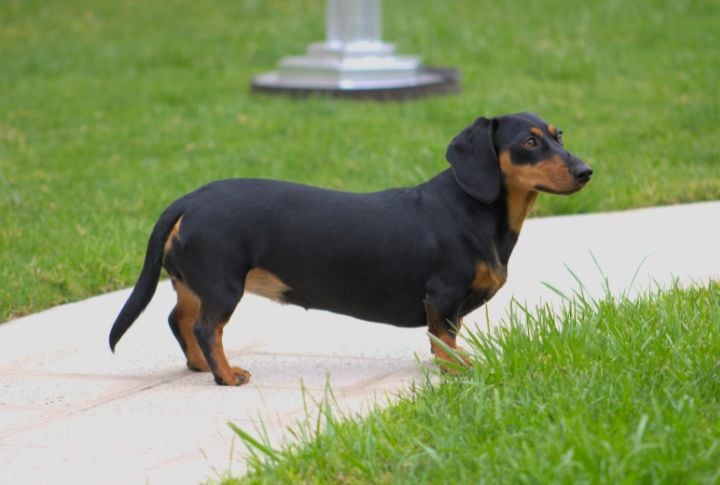 Dachshund