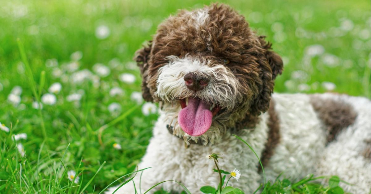 15 Incredible Dogs With The Oddest Working Roles