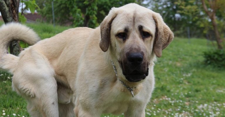 15 Survival Dogs That Won’t Bow To Big Cats